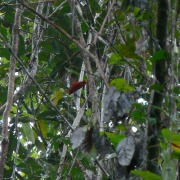 King Bird-of-paradise