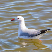 Hartlaub's Gull