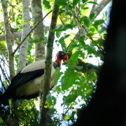 King Vulture