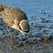 Kittlitz's Plover
