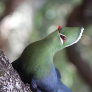 Knysna turaco