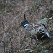 Koklass Pheasant