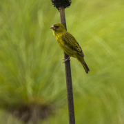 Koli Yellow Canary