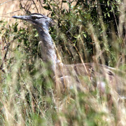 Kori Bustard