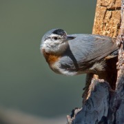 Krüper's Nuthatch