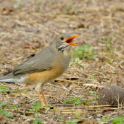 Kurrichane thrush