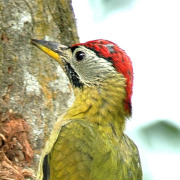 Laced Woodpecker