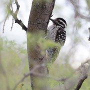 Ladder-backed Woodpecker