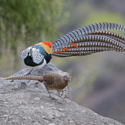 Lady Amherst's Pheasant