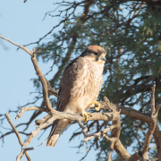 Lanner Falcon