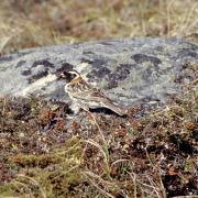 Lapland Longspur