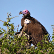 Lappet-faced Vulture