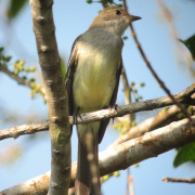 Large Elaenia