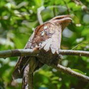 Large Frogmouth