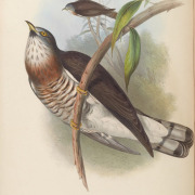 Large Hawk-Cuckoo