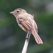 Large-headed Flatbill