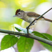 Large Wren-Babbler