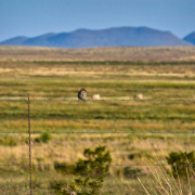 Lark Bunting