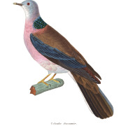 Laughing Dove