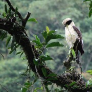 Laughing Falcon