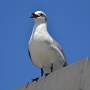 Laughing Gull