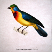 Leclancher's bunting