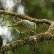 Lemon-rumped Warbler