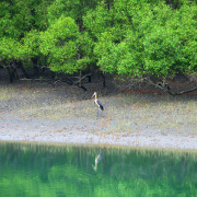 Lesser Adjutant