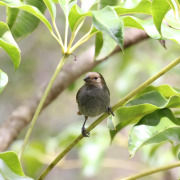 Lesser Antillean Bullfinch