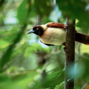 Lesser Bird-of-Paradise
