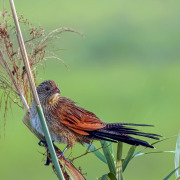 Lesser Coucal