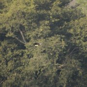 Lesser Fish Eagle