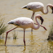 Lesser Flamingo