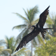 Lesser Frigatebird