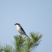 Lesser Grey Shrike