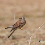 Lesser Kestrel