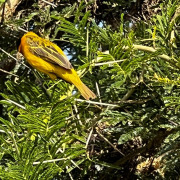 Lesser Masked Weaver