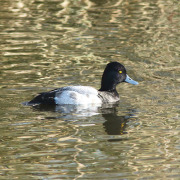 Lesser Scaup