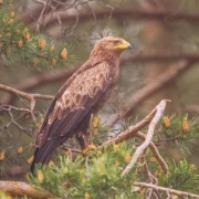 Lesser Spotted Eagle