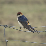 Lesser Striped Swallow