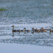 Lesser Whistling Duck
