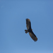 Lesser Yellow-headed Vulture