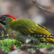 Levaillant's Woodpecker