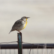 Lilian's Meadowlark