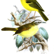 Limestone Wren-Babbler