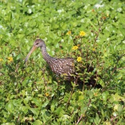 Limpkin