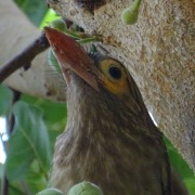Lineated Barbet