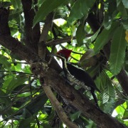 Lineated Woodpecker