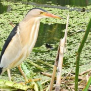 Little Bittern