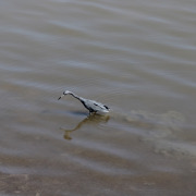 Little Blue Heron